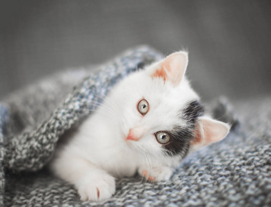 毛毯上的小猫