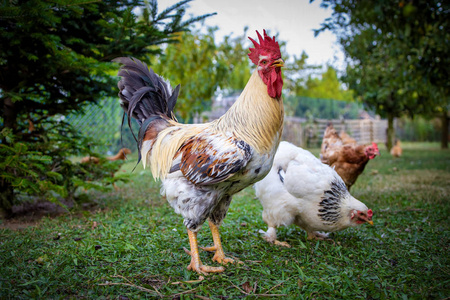 匈牙利农场家禽上美丽的白色公鸡