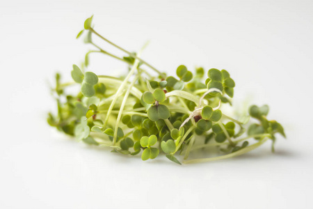 素食主义者 生物 健康 植物 烹饪 草本植物 自然 厨房