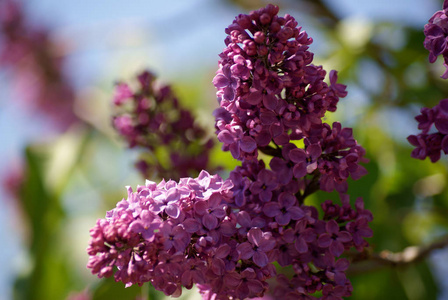 颜色 花瓣 植物区系 紫色 开花 美女 丁香花 美丽的 自然