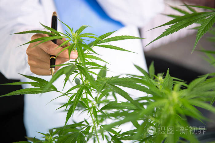 科学家检查大麻植物和大麻花的肖像照片 正版商用图片267h0j 摄图新视界 科学家检查大麻植物和大麻花的肖像照片 正版商用图片267h0j 摄图新视界