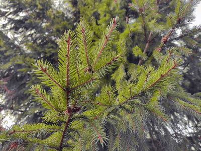 绿色云杉树枝特写在云杉背景上。背景是圣诞树。