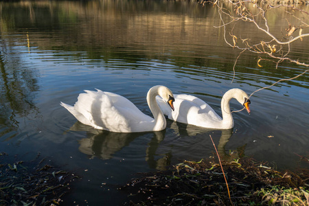 清晨，两只浪漫的白天鹅在湖边游泳。