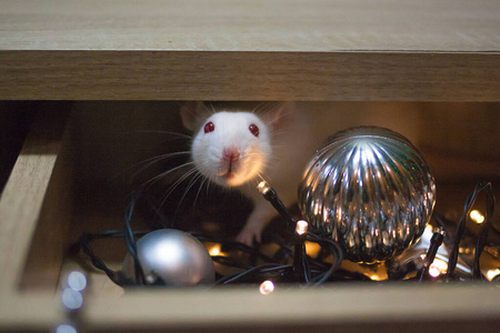 新年装饰品下盒子里的白鼠