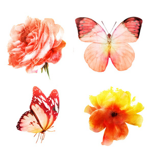 昆虫 洋甘菊 自然 蝴蝶 开花 夏天 粉红色 精彩的 颜色