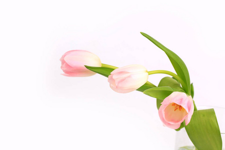 白色背景上孤立的粉红色郁金香。