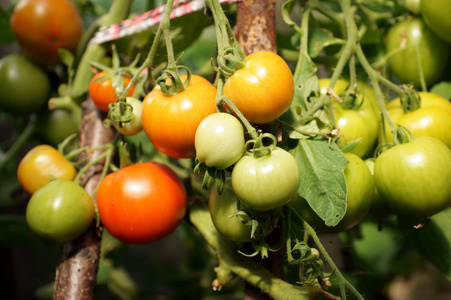 颜色 蔬菜 温室 生长 农业 食物 自然 农场 植物 成熟