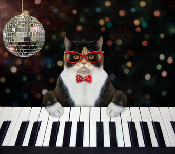 猫在俱乐部弹钢琴键盘图片