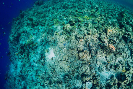 Underwater rocks with coral and fish in blue transparent ocean. 