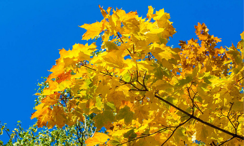 Autumn landscape of photography, Maple tree or shrub with lobed 