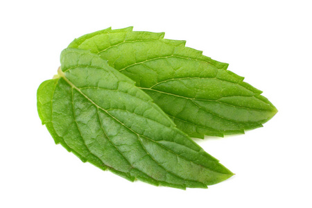 Fresh mint leaves isolated on white background 