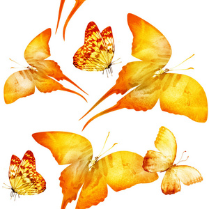 美丽的 野生动物 飞蛾 昆虫 动物 自然 美女 开花 蝴蝶