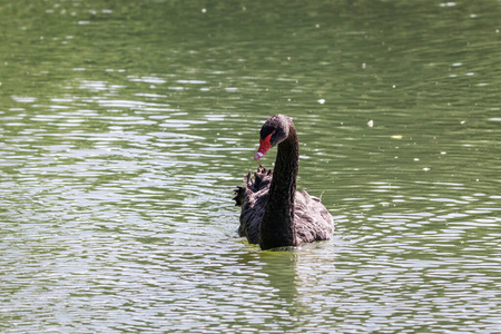 池塘里的黑天鹅，天鹅座。自然背景。