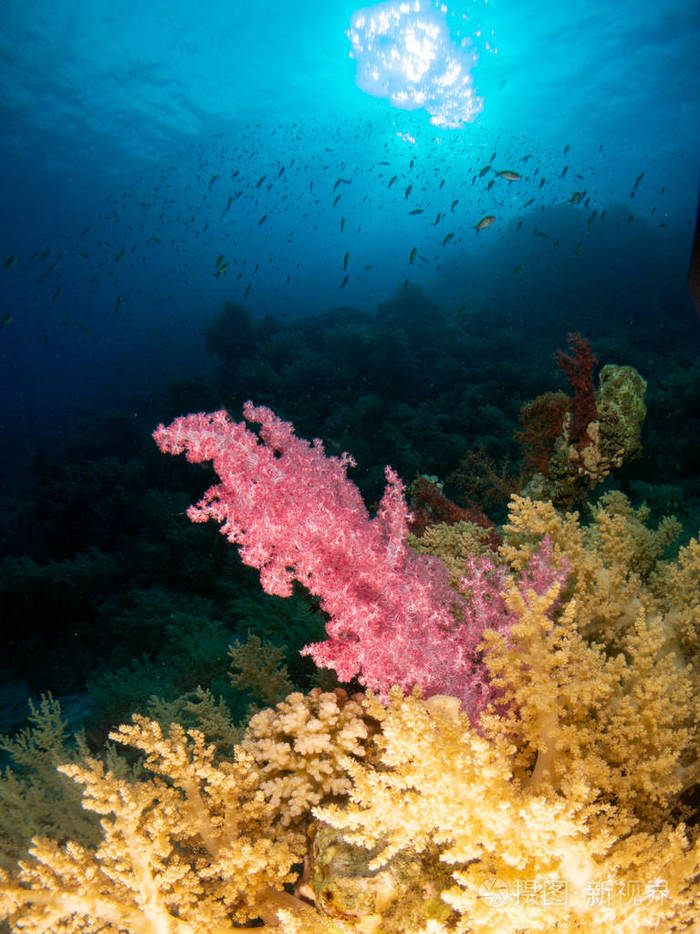 海的 水下 暗礁 加勒比 潜水员 旅行 深的 自然 海洋