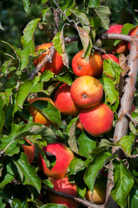 花园 秋天 自然 水果 果园 农业 苹果 分支 美味的 食物