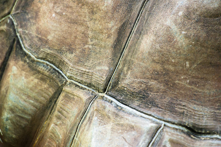阿尔达布拉巨龟纹理
