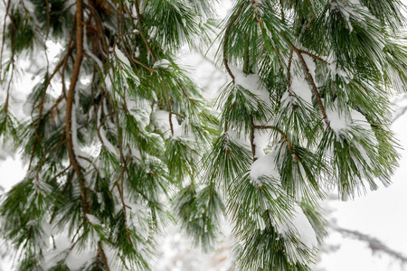 一层雪下的冷杉树枝