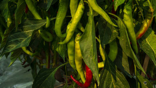 辣椒种植是具有良好商业价值的农业之一。看起来很有生育能力