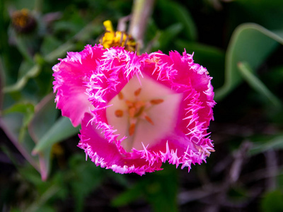 植物区系 盛开 春天 开花 花瓣 夏天 植物 粉红色 美丽的