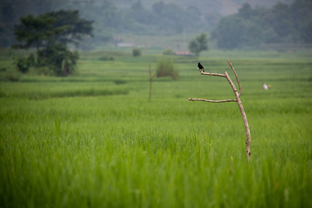 黑鸟是东南亚缅甸Thipaw绿色稻田中的一个分支。