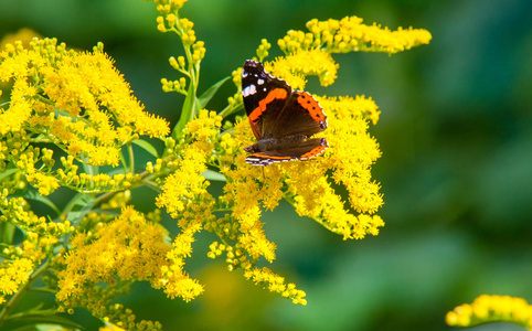  flower of Solidago commonly called goldenrods comes from North 