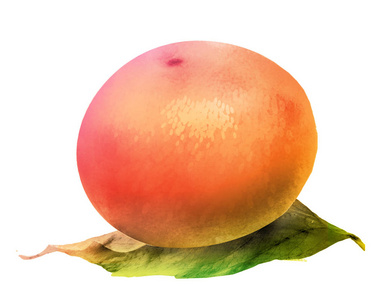 可爱的 石灰 柑橘 夏天 水彩 素食主义者 水果 食物 健康