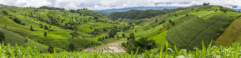 帕旁片山坡水稻梯田的绿地景观图片