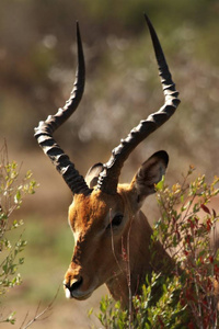 黑斑羚一种巨大的雄性黑斑羚，隐藏在高干草中。