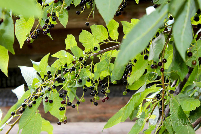 鸟樱桃，矮小的或五月的树枝上有黑色的浆果和叶子，背景是一堵模糊的老墙。夏天阳光明媚的日子里，树上成熟的浆果。