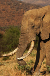 皮兰斯堡国家公园里的一只巨大而年老的公象非洲象。