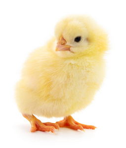 Small yellow chicken 