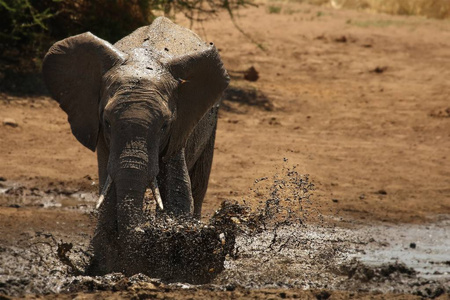 年轻的非洲丛林象Loxodonta africana溅起泥来。