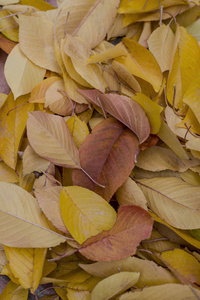 树叶 生活 木材 十月 公园 美丽的 落下 植物区系 纹理