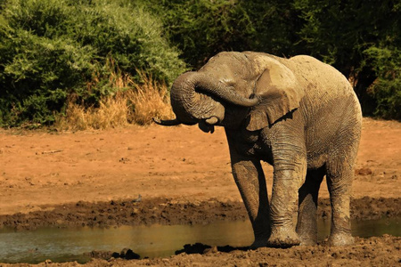 非洲丛林象Loxodonta africana饮用湖水。