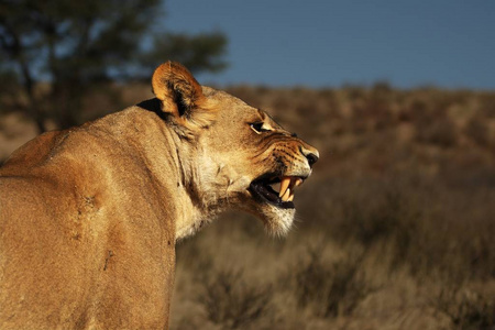 行走的狮子图片