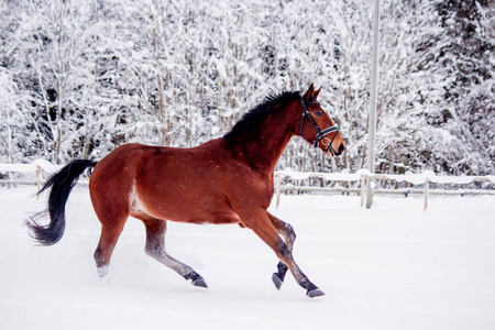 棕色的马在雪地里飞驰图片