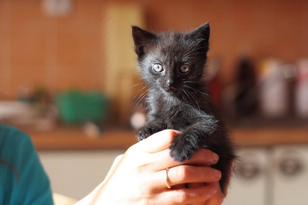 眼睛 手指 动物 猫科动物 有趣的 基蒂 肖像 宝贝 美丽的