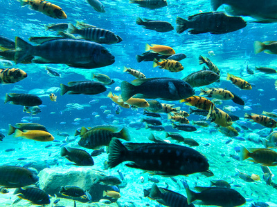 淡水下不同种类的热带鱼和珊瑚
