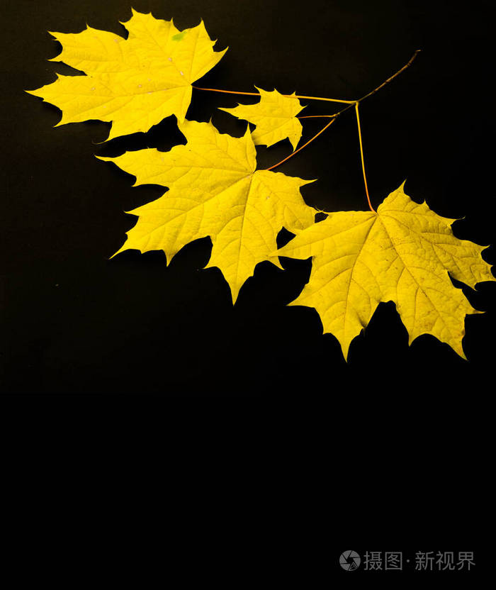 秋天的摄影枫叶在黑色的背景上广场