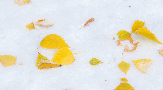 初雪，深秋，秋叶上的雪。降雪