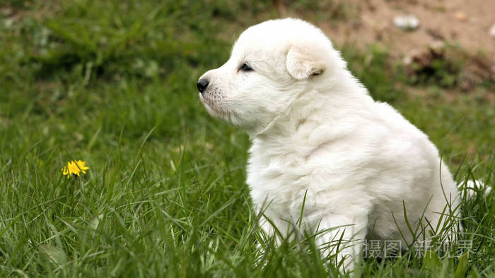 可爱的 毛皮 可爱极了 幼犬 毛茸茸的 有趣的 草地 小狗