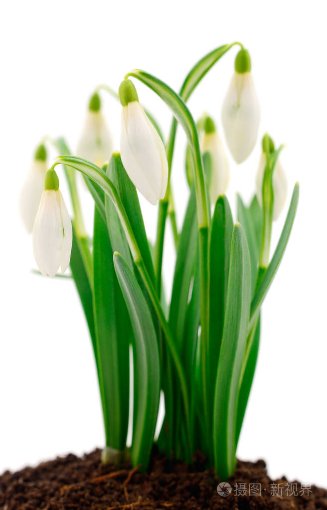 雪莲花孤立在白色