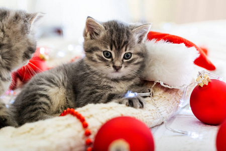 有趣的小猫玩圣诞节装饰。可爱斑猫躺在白色格子花纹上。圣诞节呈现概念。特写，复制空间。与动物，宠物，猫，小猫，舒适的度假之家。