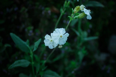 春天 美丽的 美女 开花 草地 花园 花的 植物 植物区系