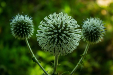 植物区系 植物 美丽的 花的 领域 特写镜头 颜色 开花