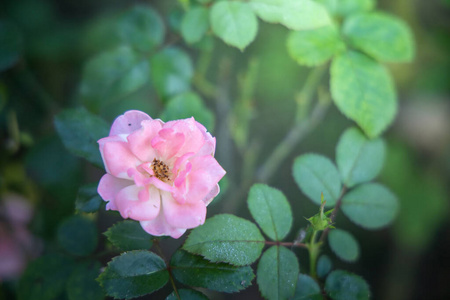 Roses in the garden 