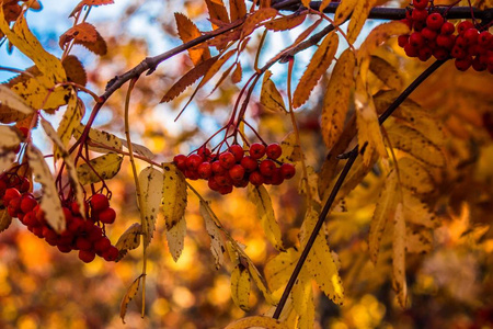特写镜头 自然 秋天 颜色 落下 风景 树叶 美丽的 季节
