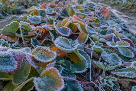 十一月的一个寒冷的早晨 草莓植物的红绿色和黄粉色叶子上覆盖着白色的冰 闭合相似素材图片 摄图新视界