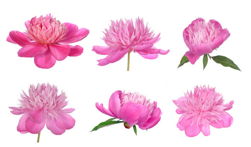 开花 美丽的 季节 花的 植物 花瓣 礼物 粉红色 牡丹