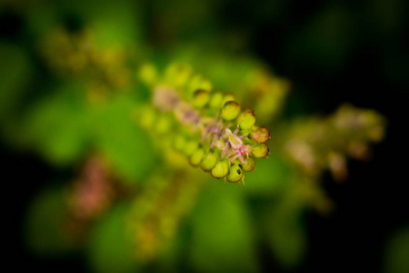 图尔西 草本植物 草药 植物 特写镜头